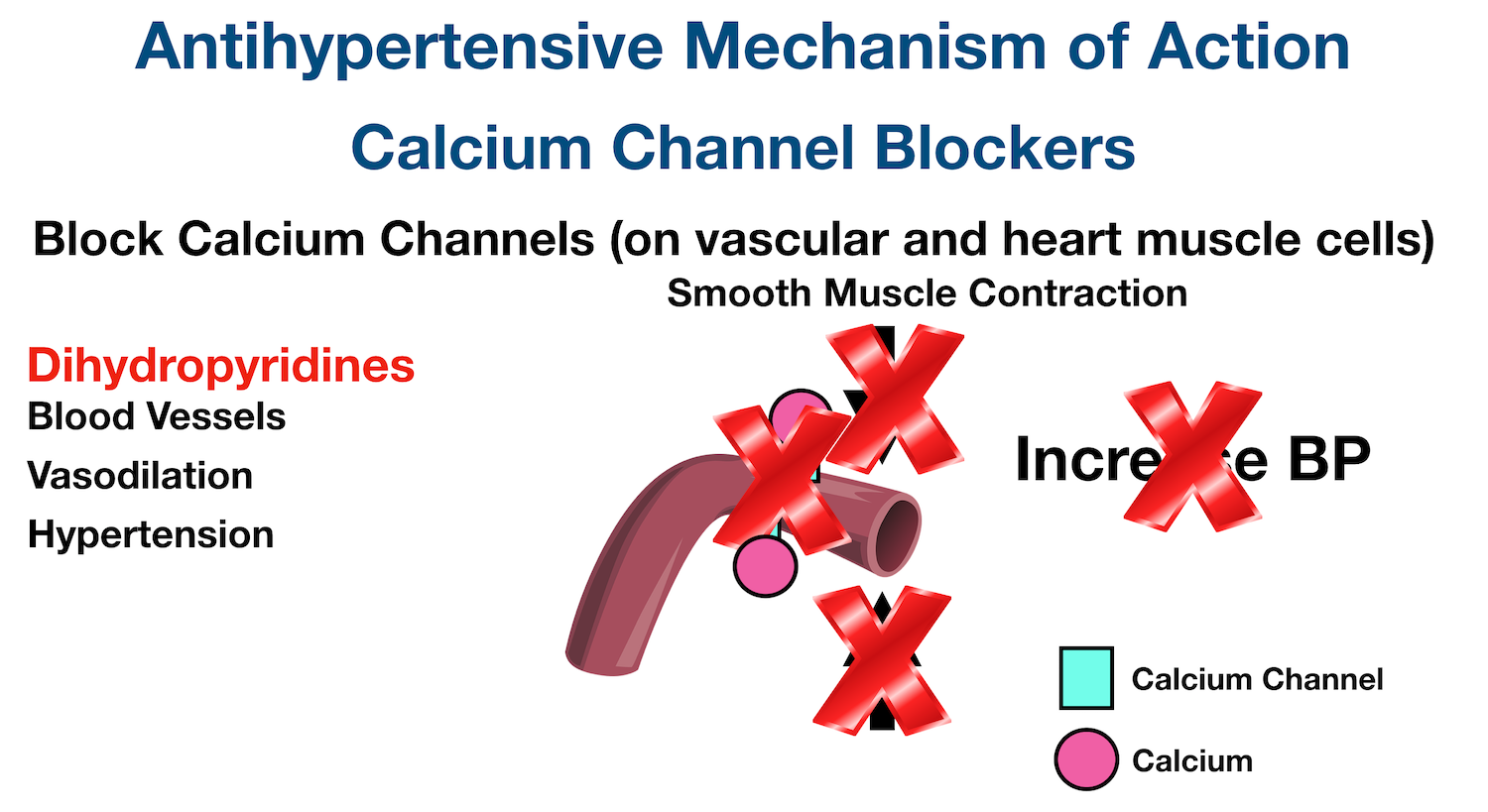 Dihydropyridine Calcium Channel Blockers: Dihydropyridines mainly block the calcium channels of vascular smooth muscle cells, thereby preventing the influx of calcium. This decreases smooth muscle contraction, vasoconstriction, and blood pressure.