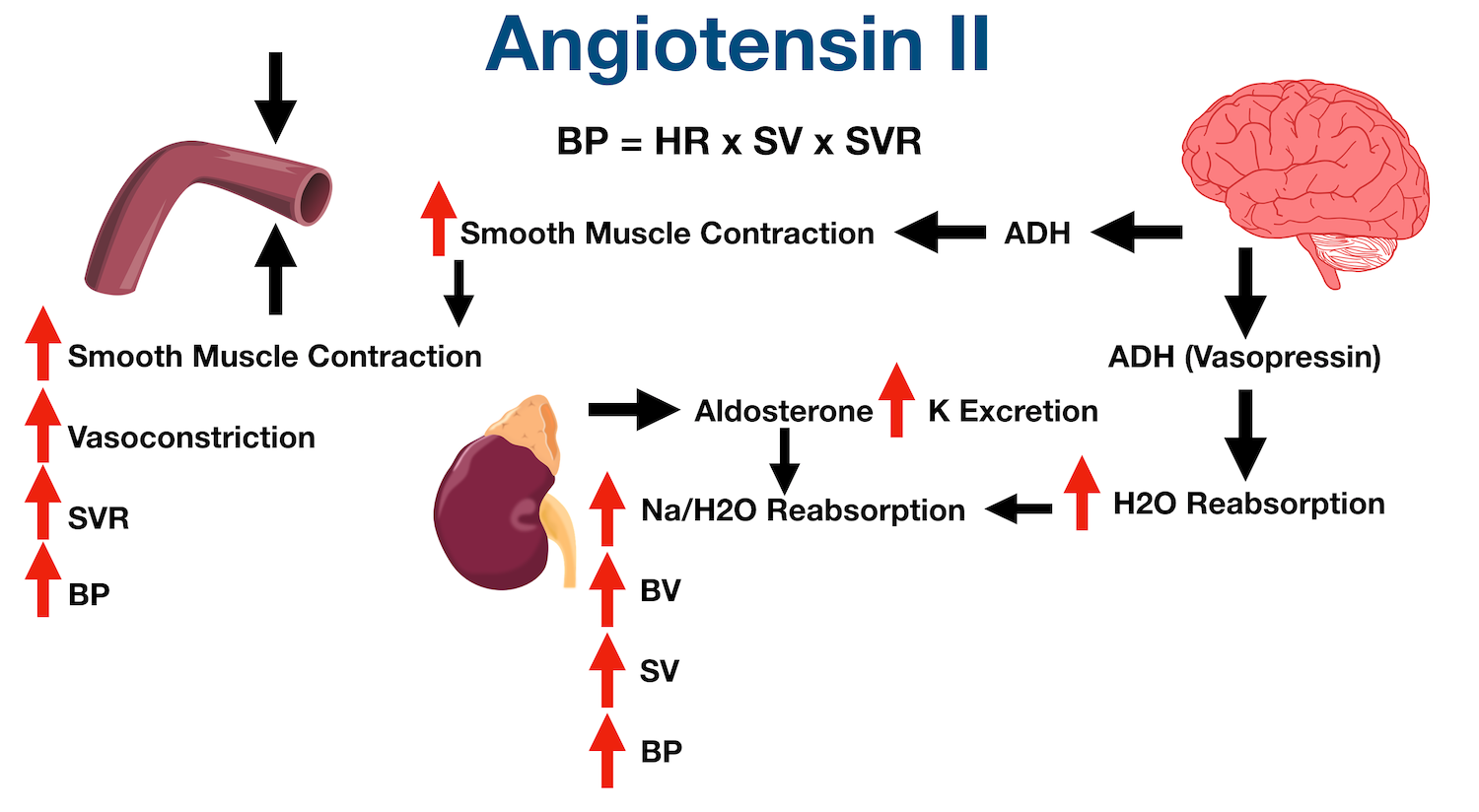 ACE Inhibitors Drug List, Side Effects, Mechanism of Action, Example