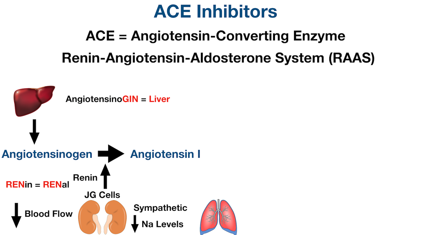 ace inhibitors diabetic nephropathy mechanism)