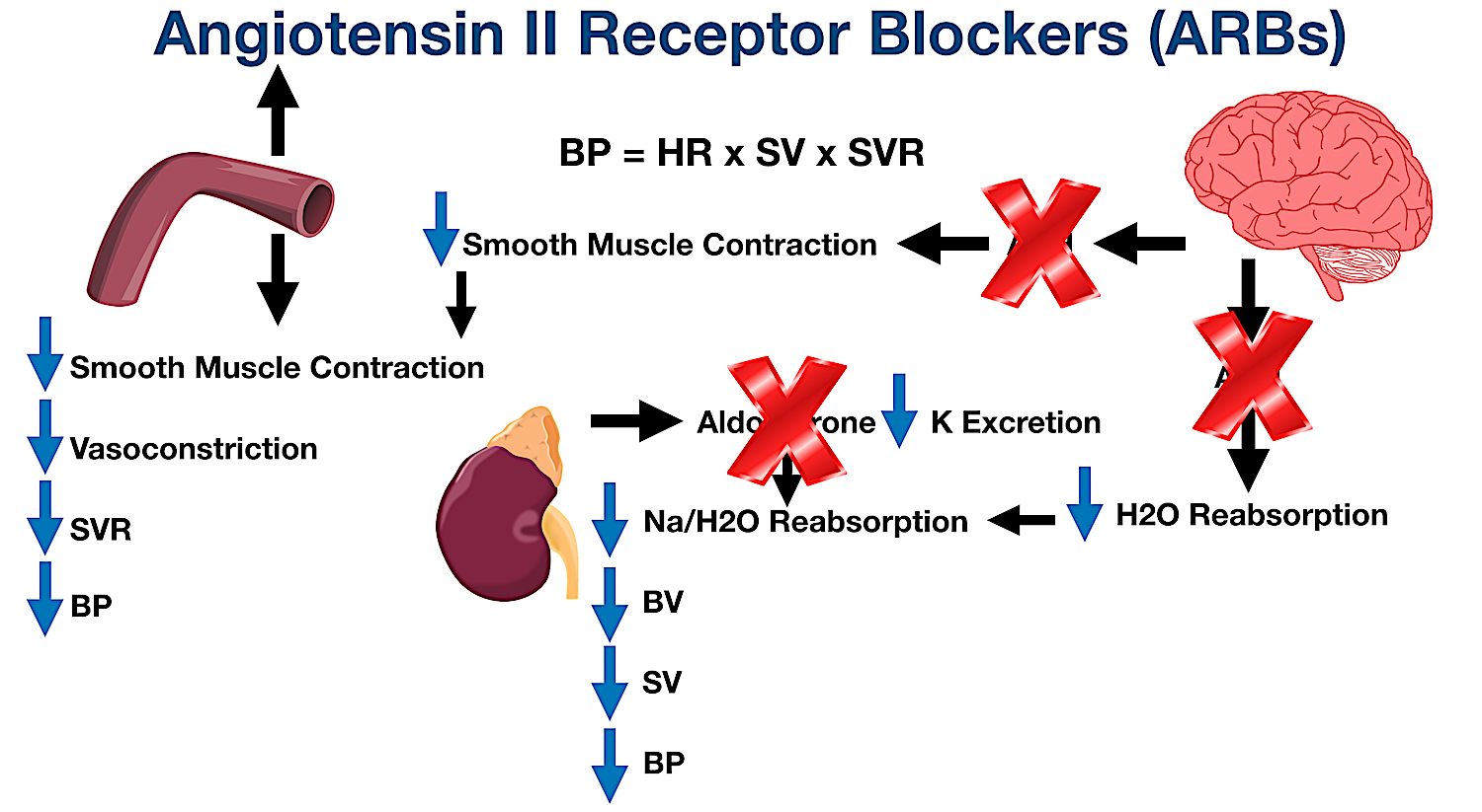 Angiotensin Ii Receptor Blockers Arbs Indications Side Effects Mechanism Of Action Examples Ezmed