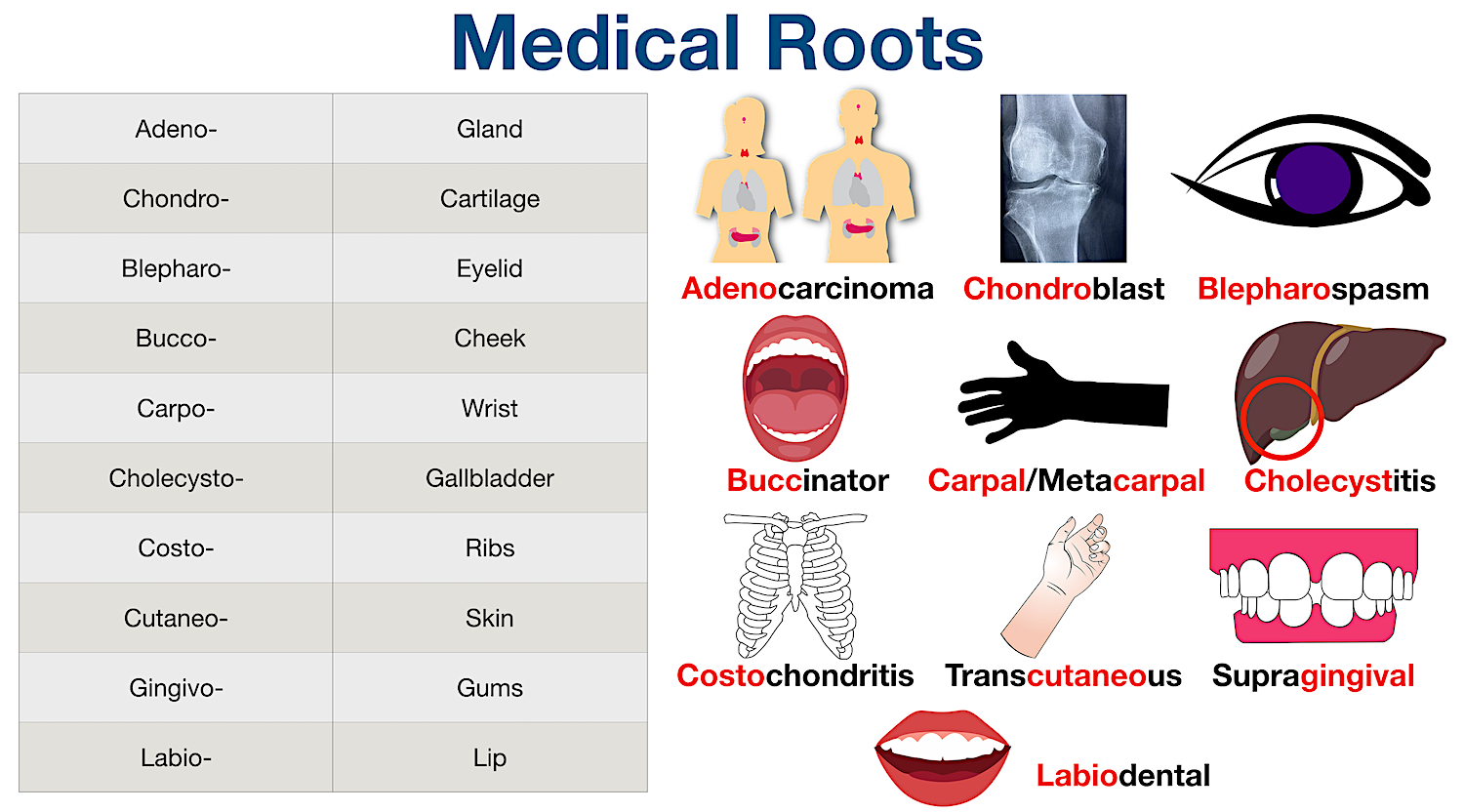 Medical Terminology Prefix Suffix Root Word List Course Dictionary