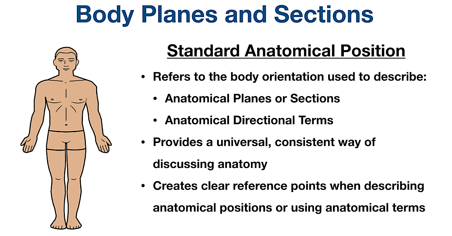 labeled anatomical position diagram