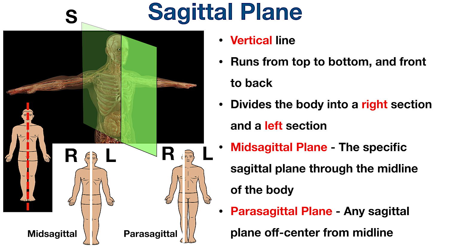 midsagittal plane