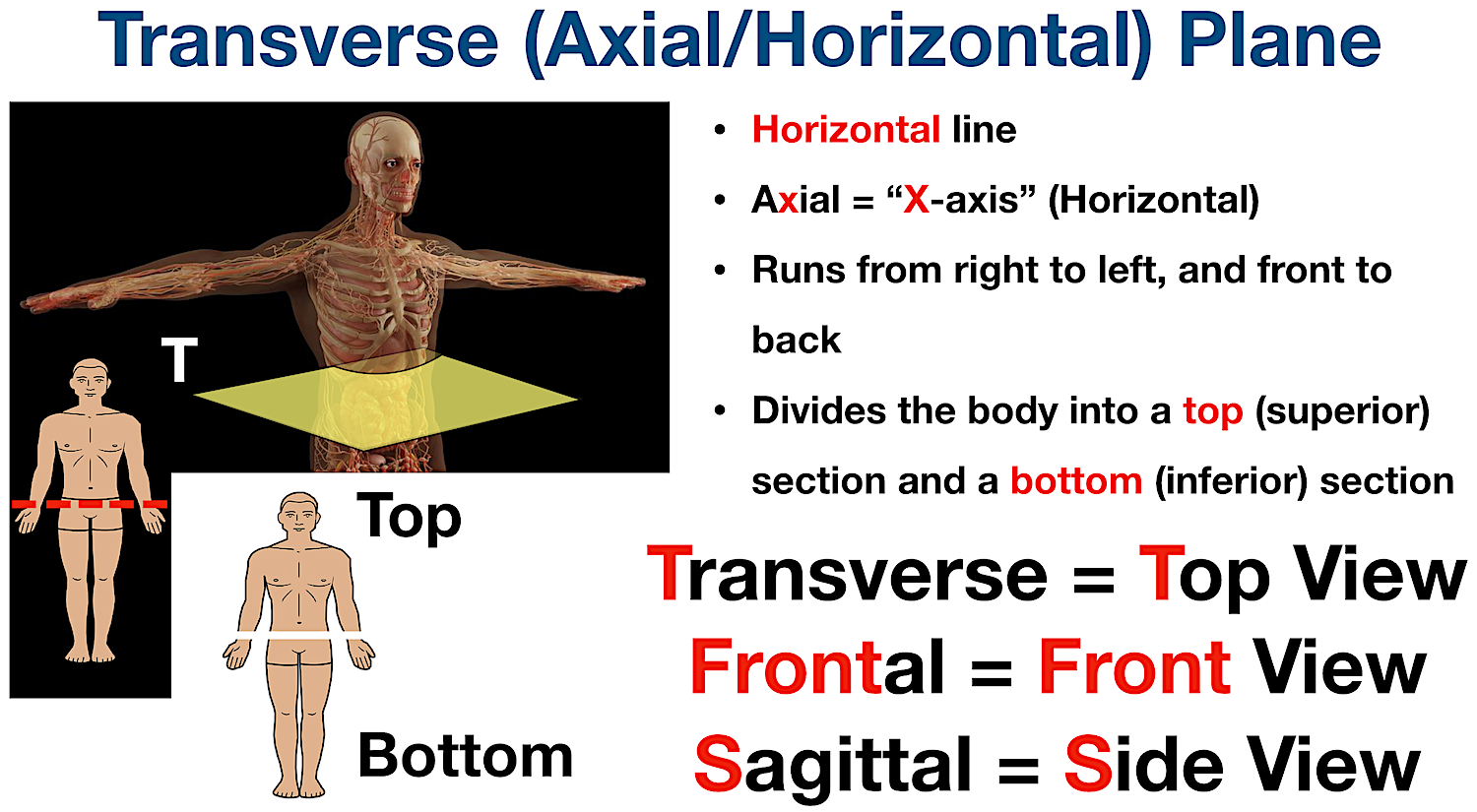 midsagittal plane