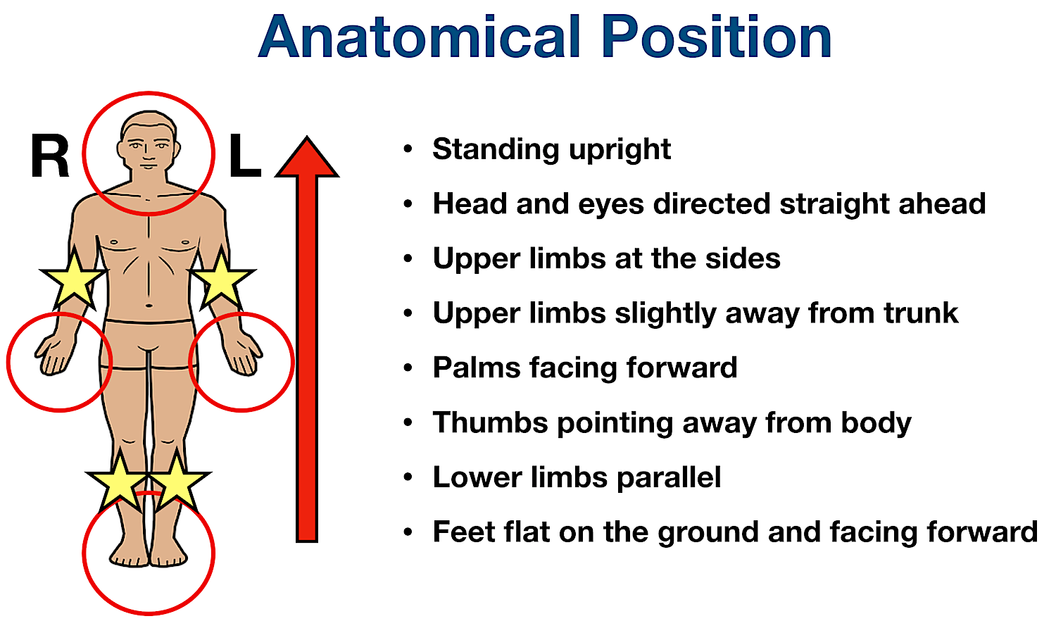 labeled anatomical position diagram