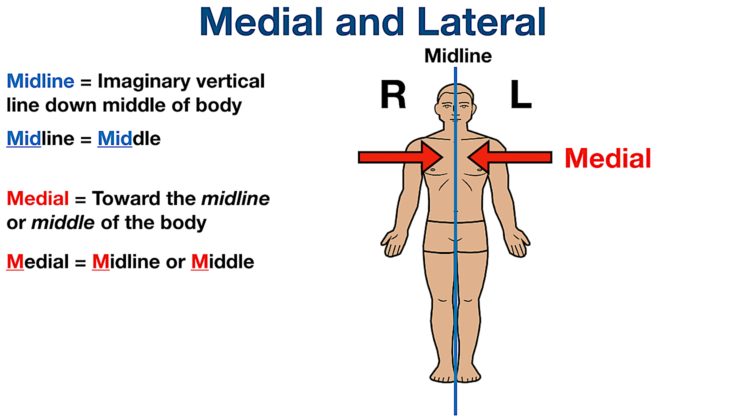 labeled anatomical position diagram