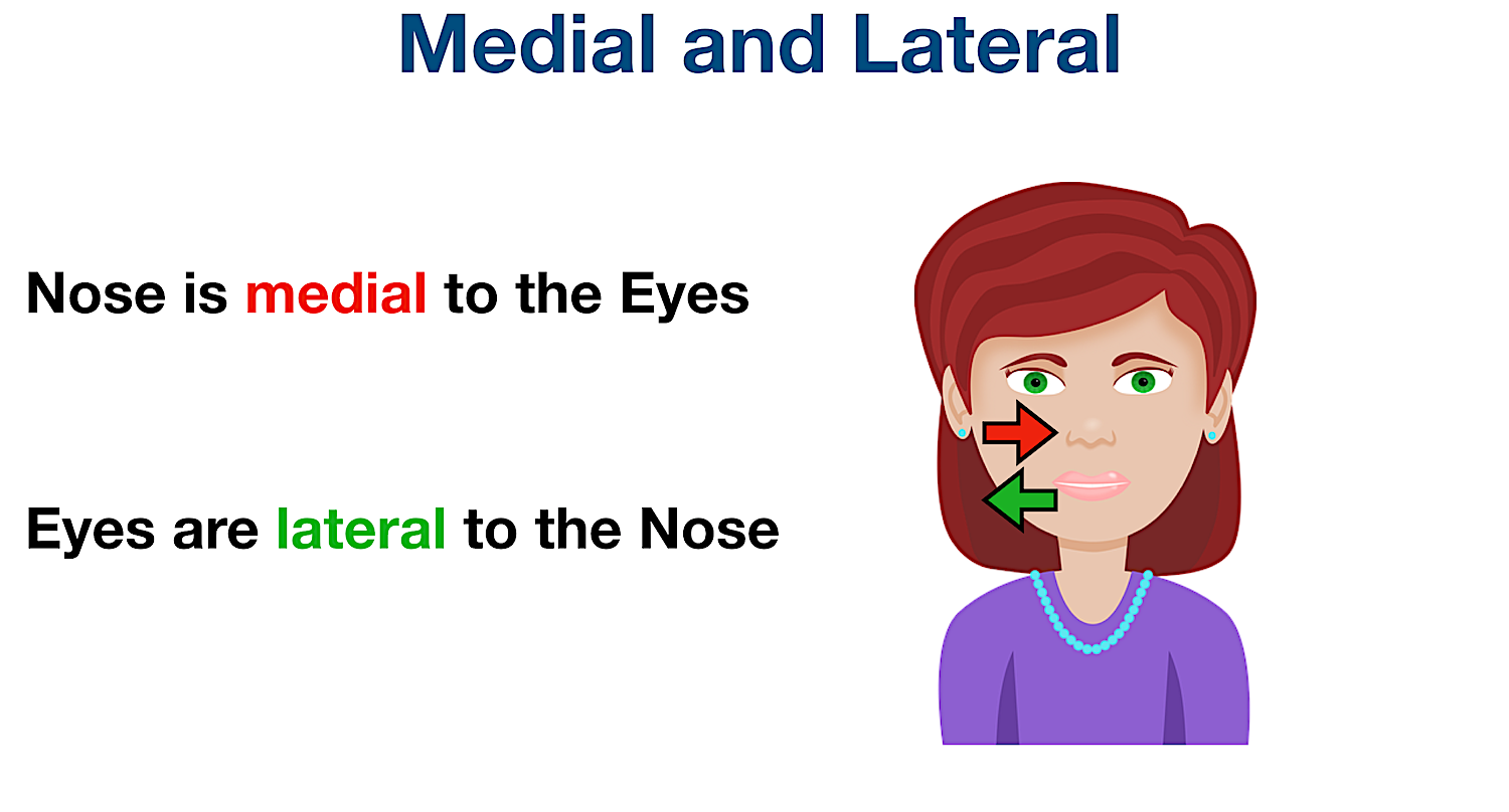 Anatomical Position and Directional Terms Definitions, Example Labeled