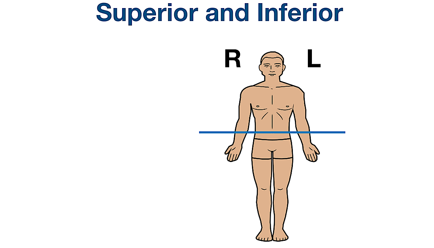 labeled anatomical position diagram