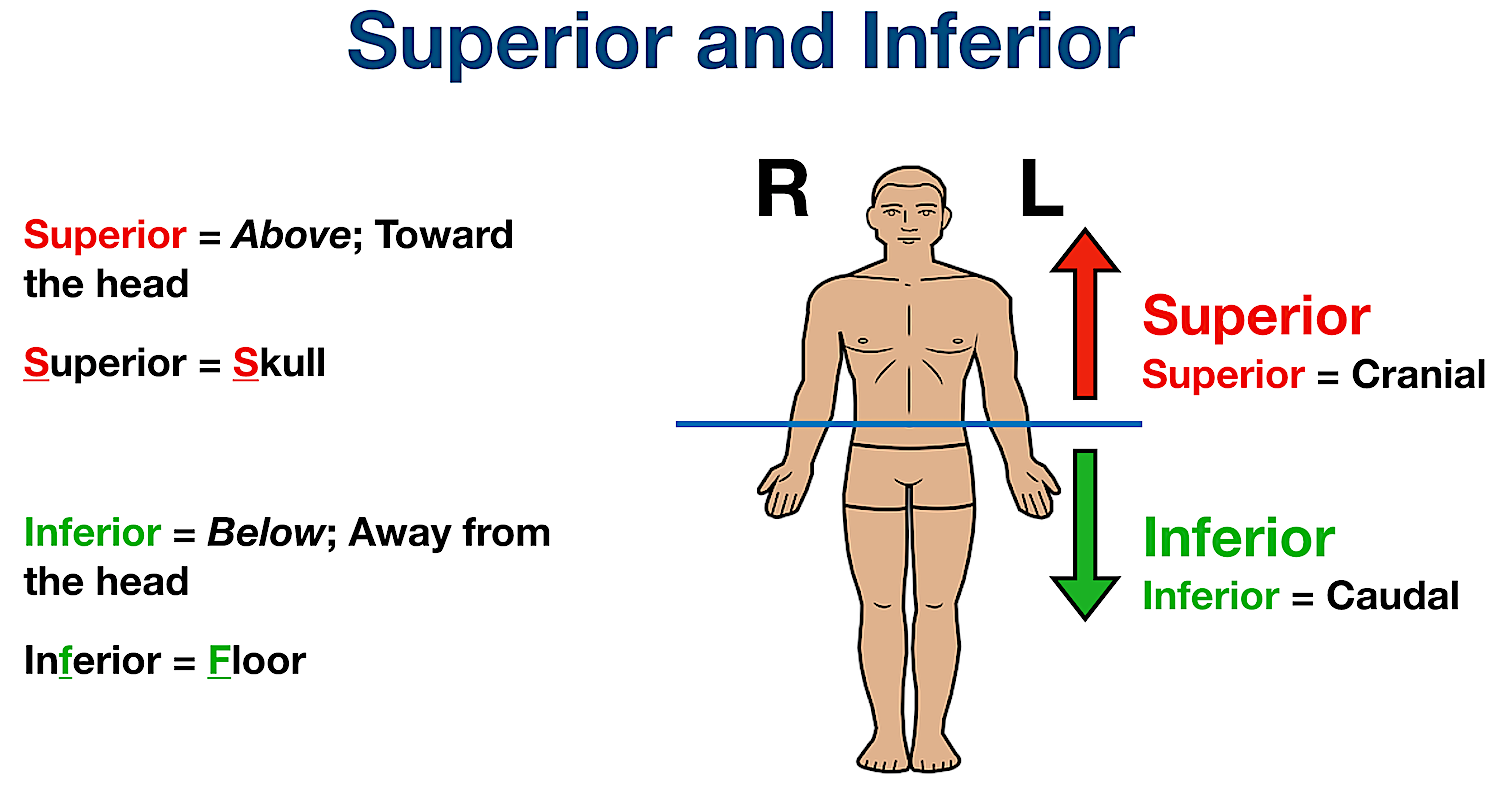 Labeled Anatomical Position Diagram