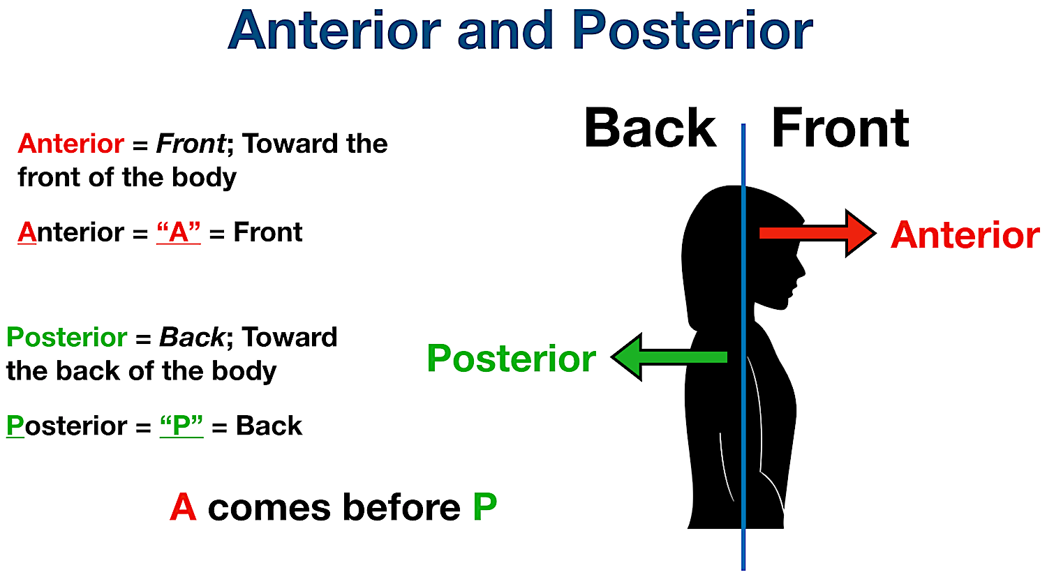 Supine Position, Anatomical Positions, Explained Practically