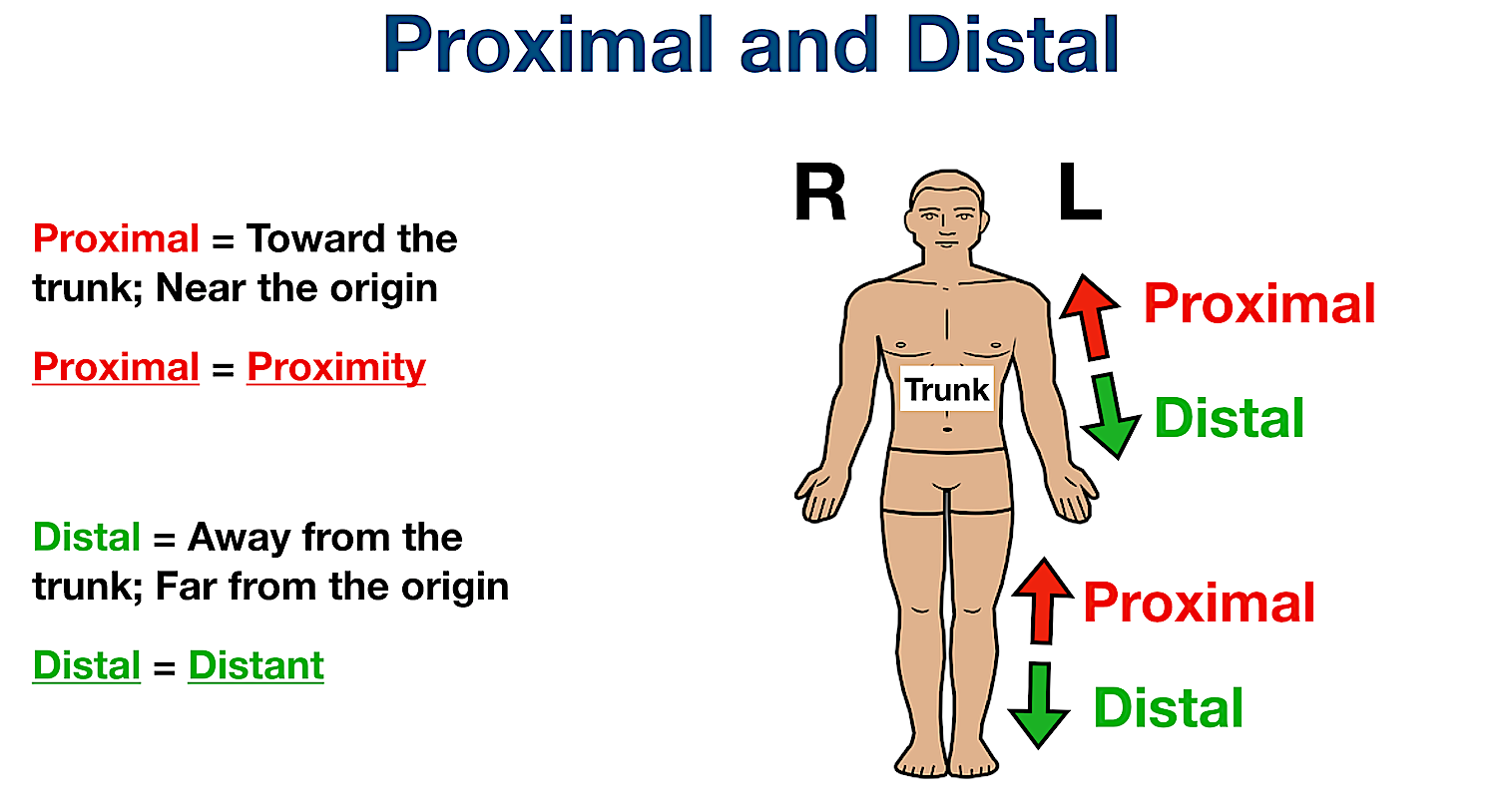 Anatomical Position And Directional Terms Definitions Example Labeled