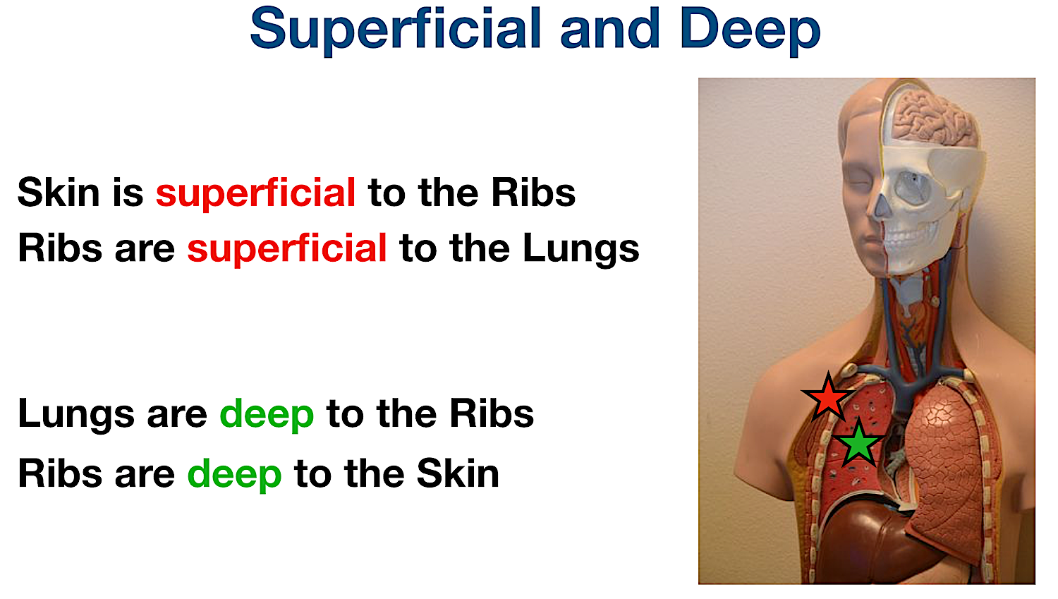 Anatomical Position And Directional Terms Definitions Example Labeled