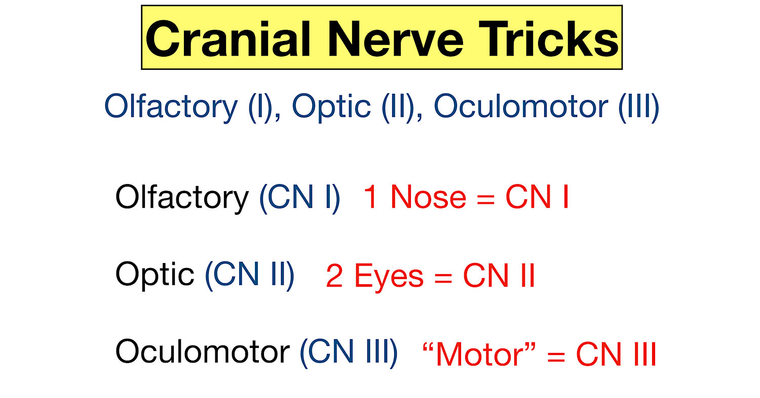 Cranial Nerves Mnemonic Function, Labeled Names in Order, Definition
