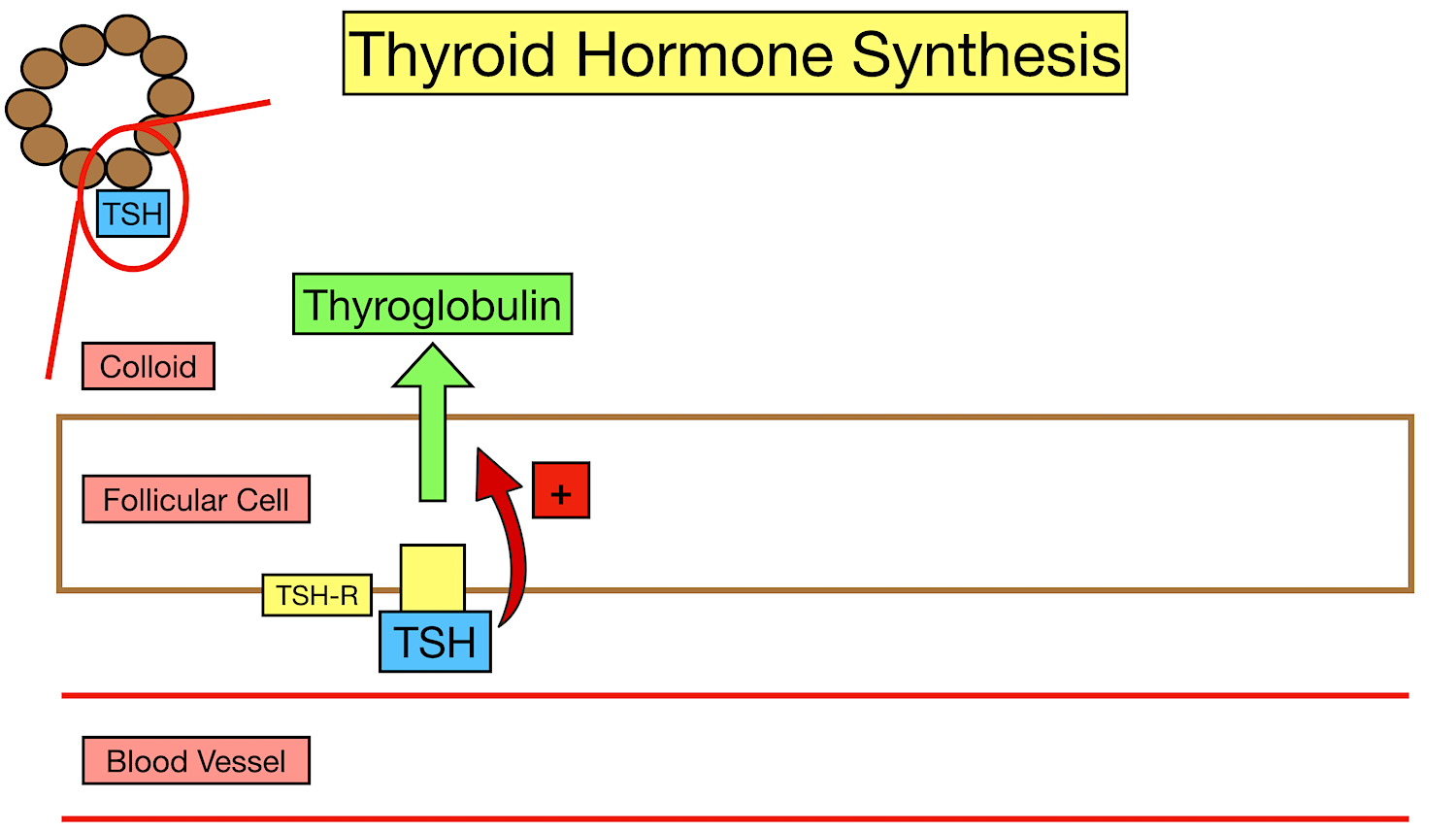 Thyroid Hormone Synthesis Animation Tutoring Clipart