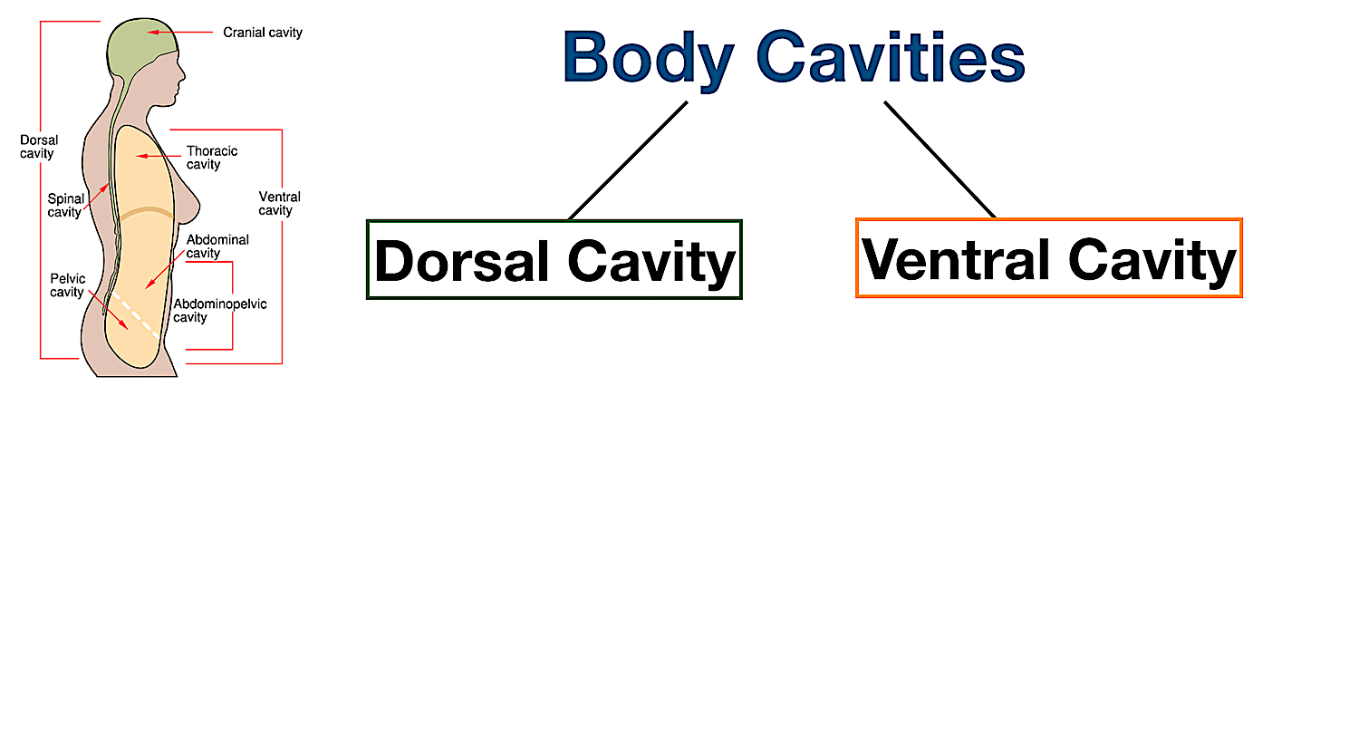 Body Cavities Labeled Organs, Membranes, Definitions, Diagram, and