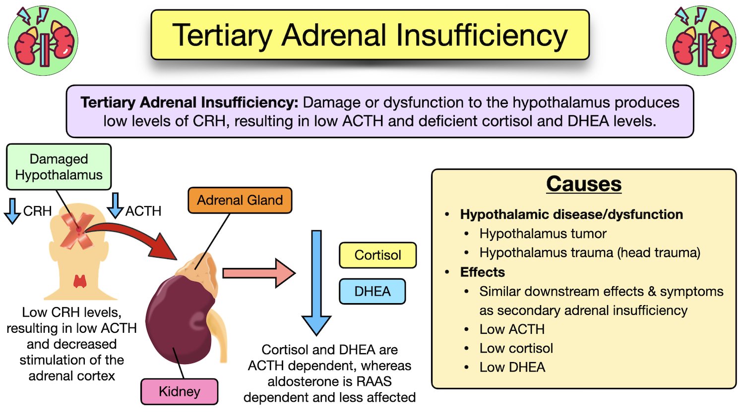 Adrenal Insufficiency Symptoms, Causes, Treatment, Diagnosis, Labs