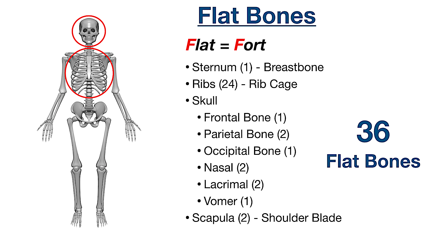 Are in how human body many the bones Facial Bones