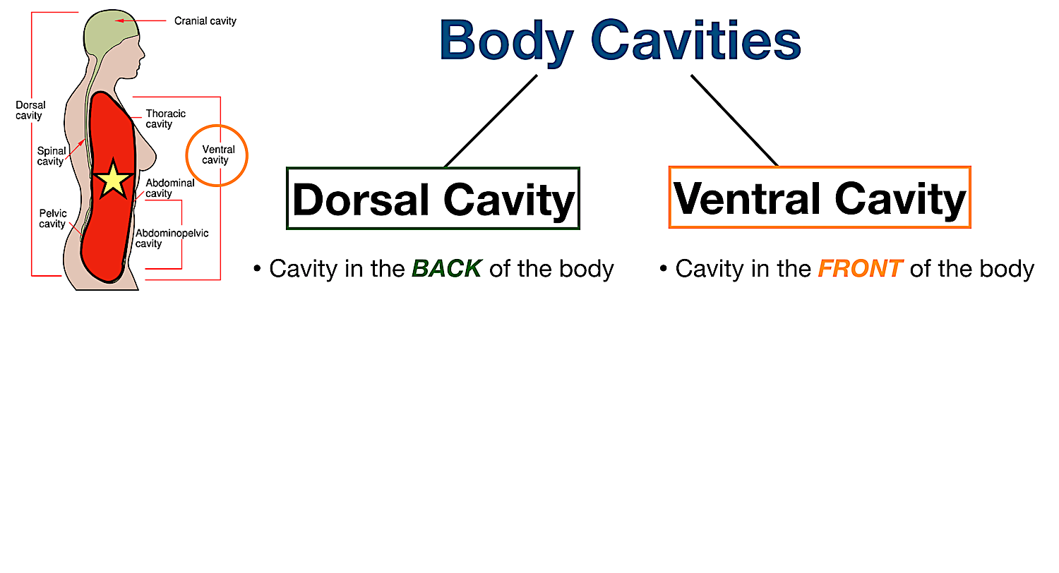 organ cavities