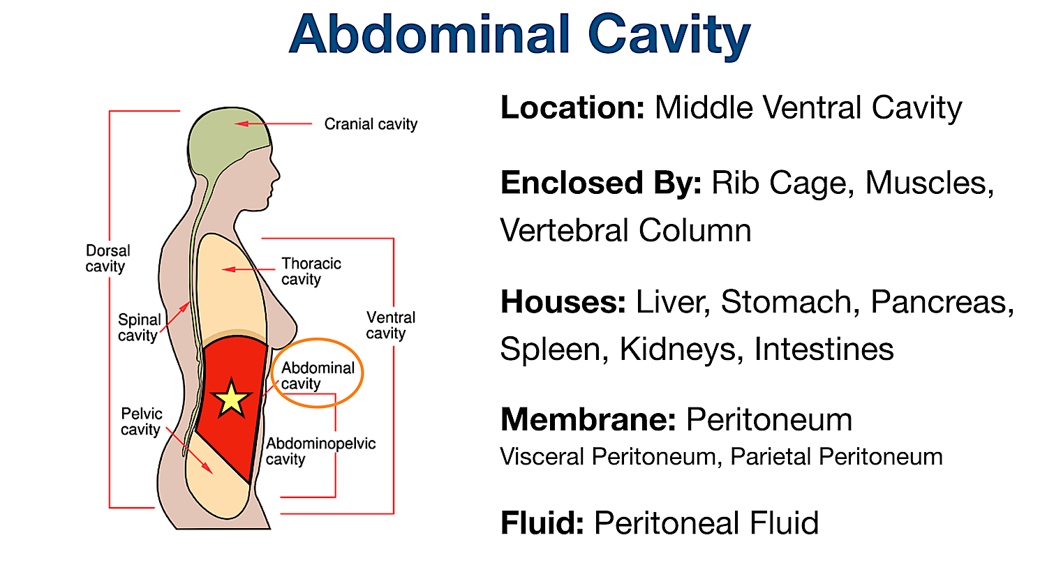 Body Cavities Diagram With Organs