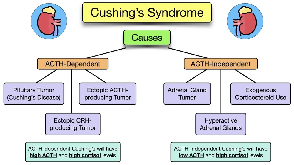 Cushing's Syndrome Symptoms, Causes, Treatment, Diagnosis, Definitions