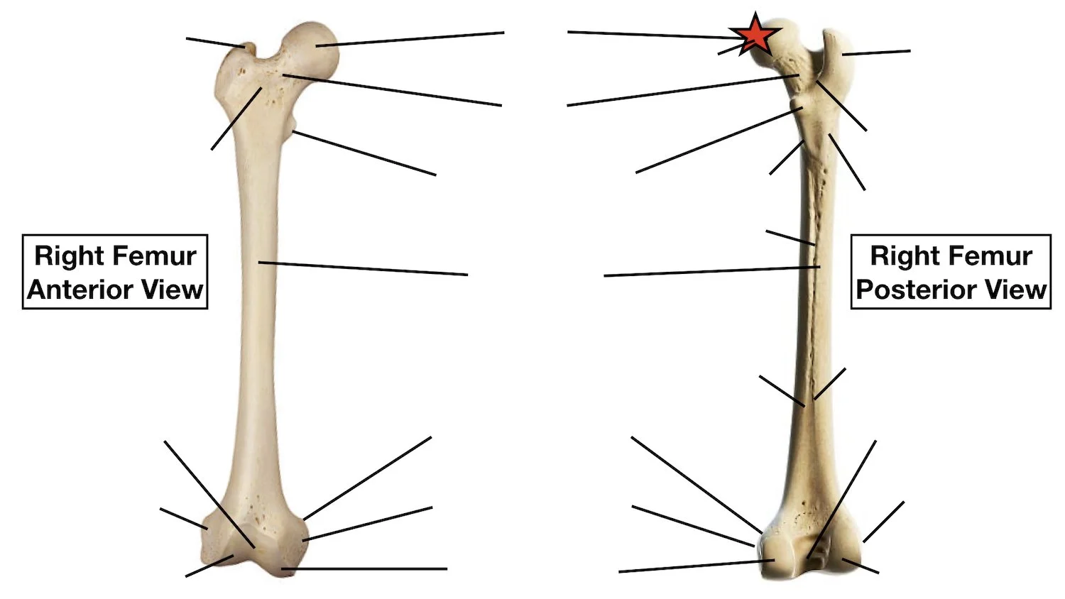 Femur Bone Anatomy Quiz, Labeled Diagram, Skeletal System Parts — EZmed