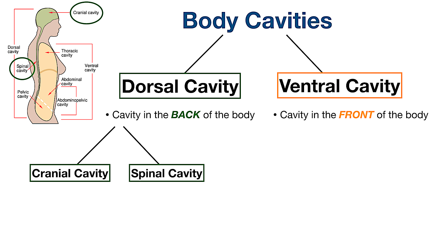 what is the importance of having a body cavity