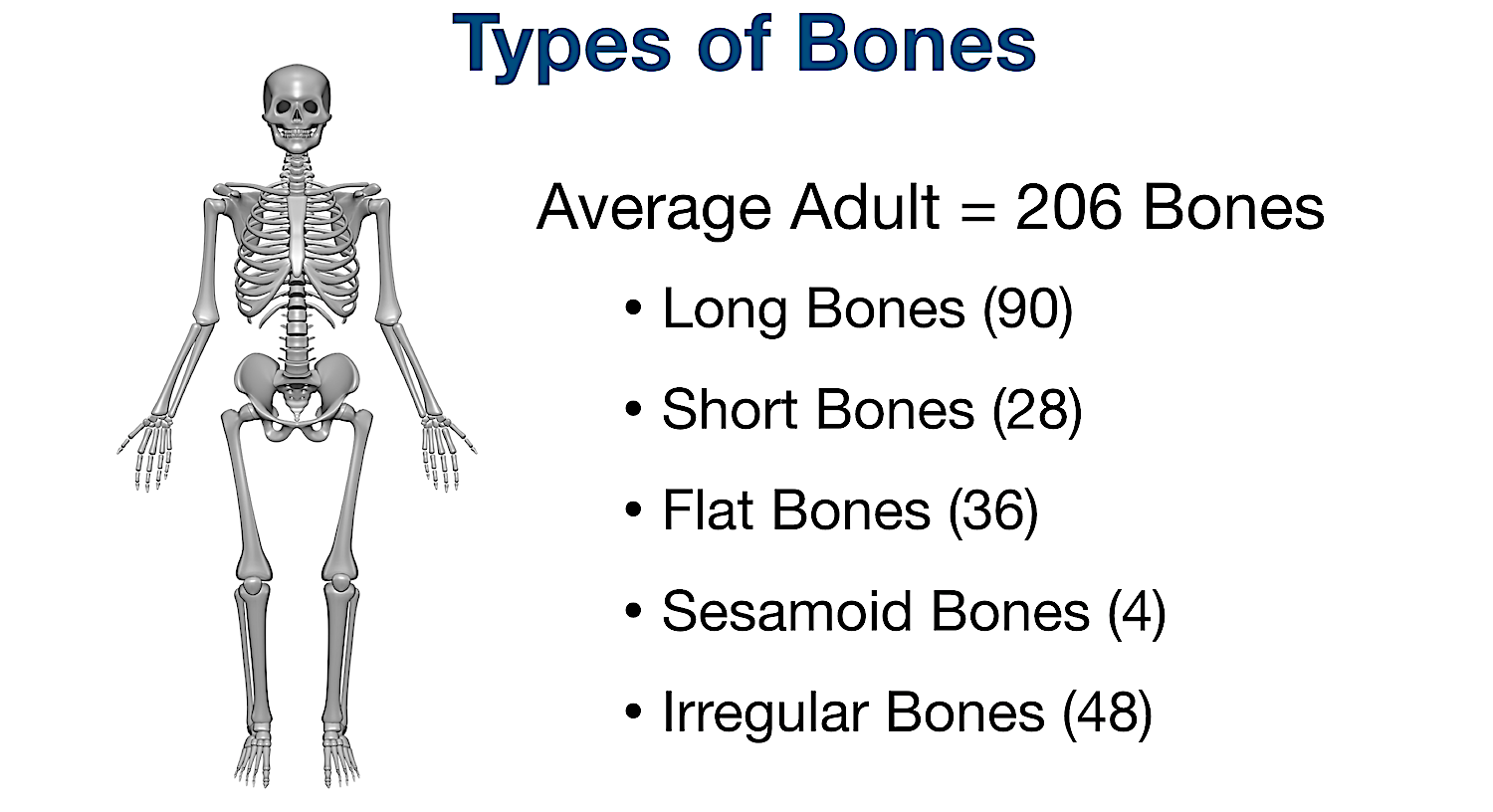 Are in how human body many the bones How many