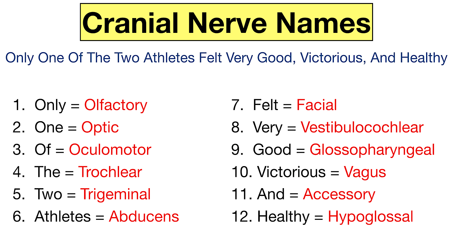Cranial Nerves Mnemonic Function, Labeled Names In Order,, 48 OFF