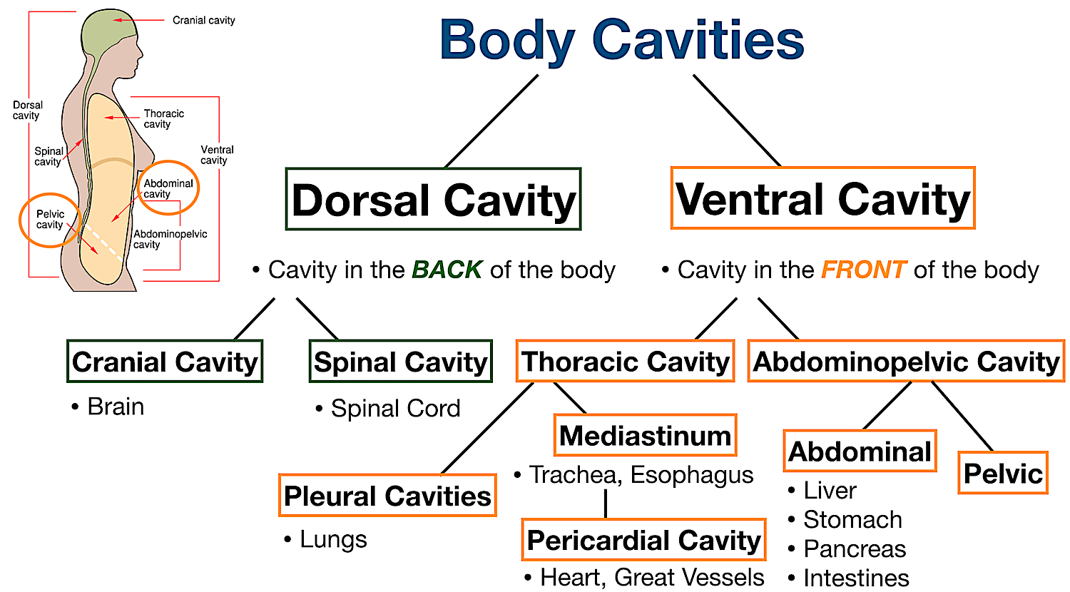 Body Cavities Labeled Organs, Membranes, Definitions, Diagram, and