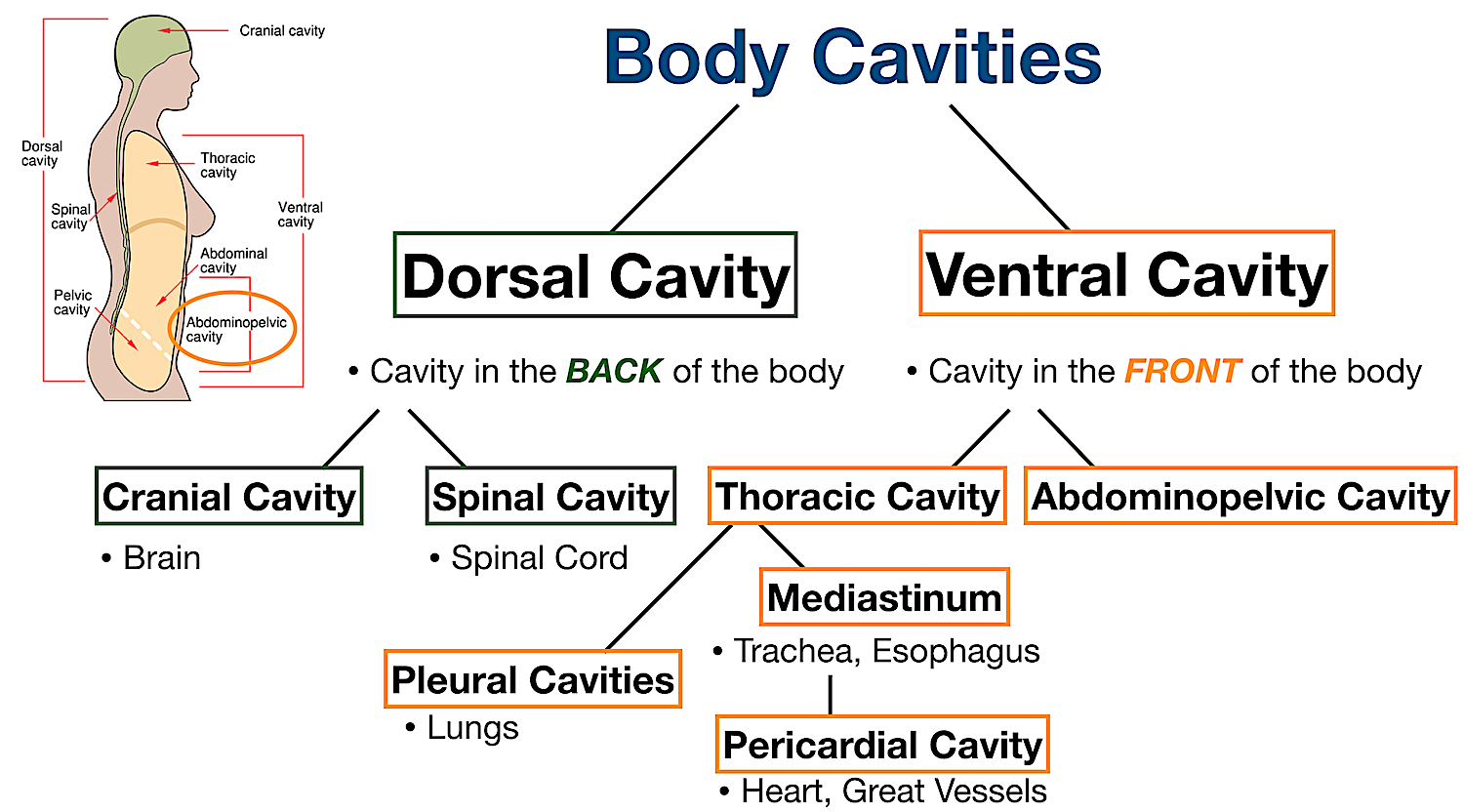 organ cavities