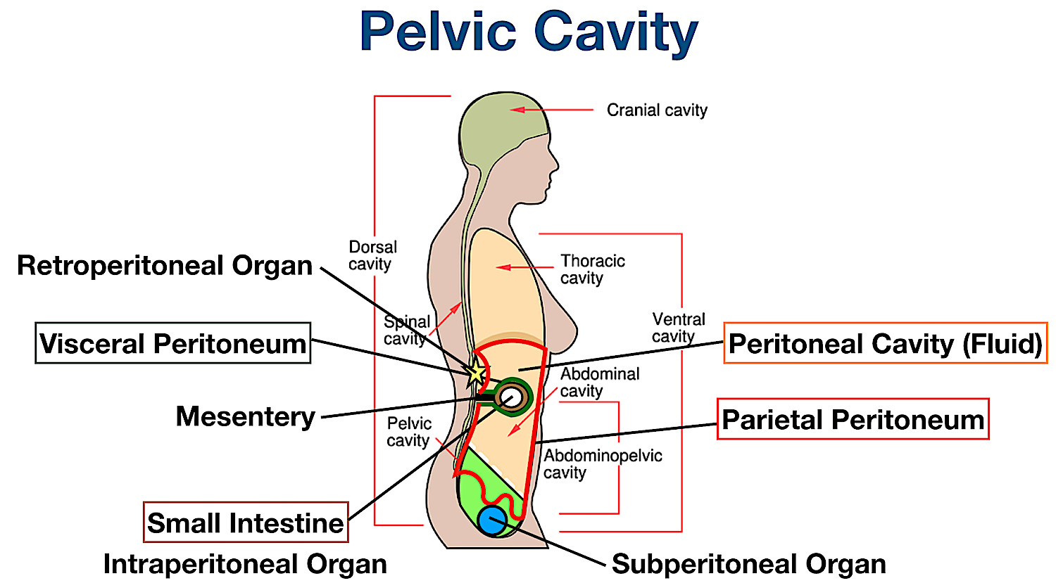 Body Cavities Labeled: Organs, Membranes, Definitions, Diagram, and Lateral  View — EZmed