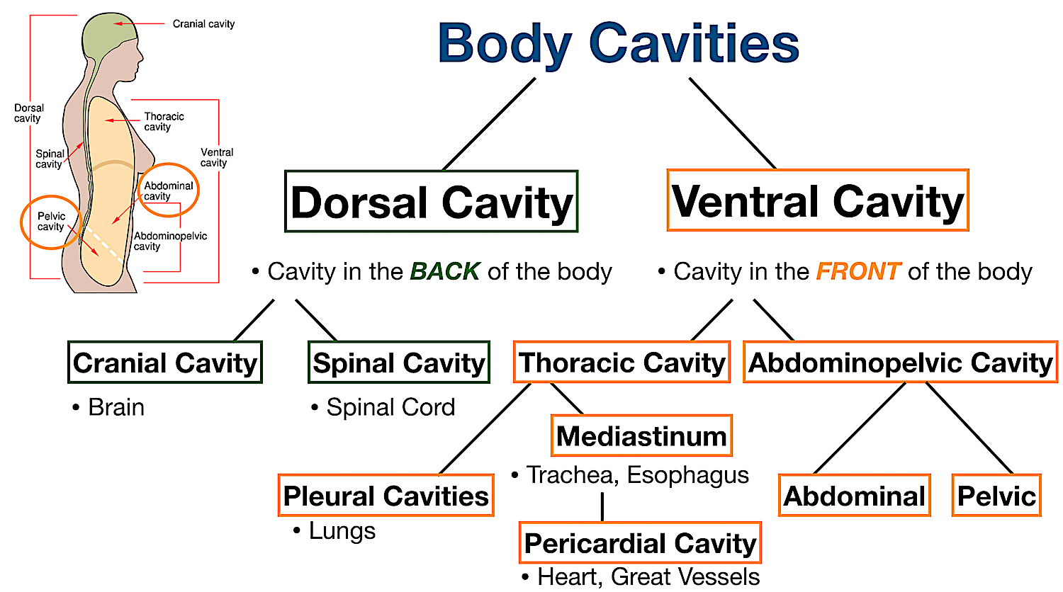 Pelvic Cavity Boundaries