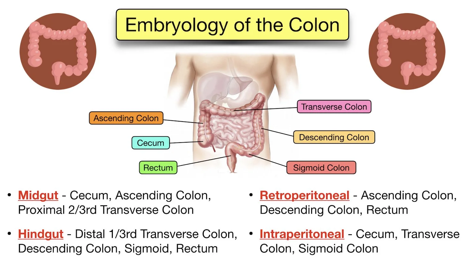 Diverticular Disease Diverticulitis vs Diverticulosis Symptoms, Diet