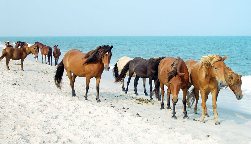 The wild horses roaming the dunes and beaches of Assateague Island in Maryland don’t seem to mind people . . . but they are much happier to see each other.
