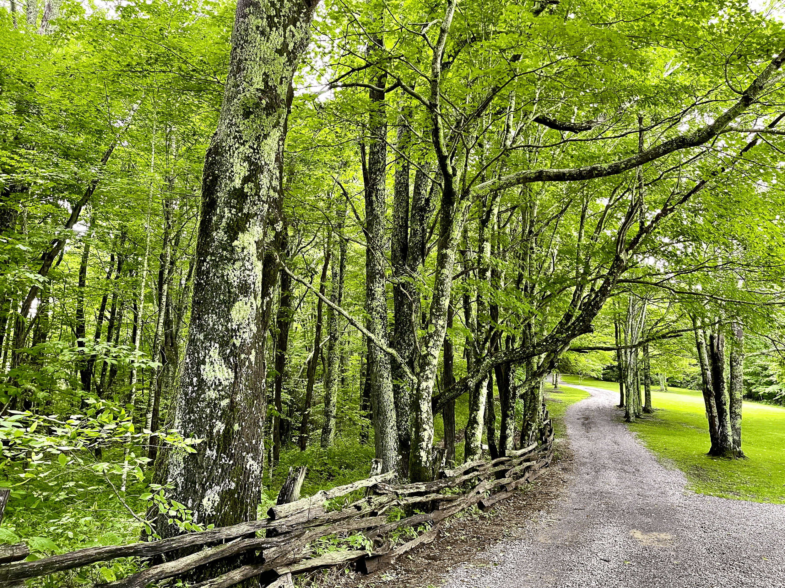 Trail from the main house to Gooseberry Knob