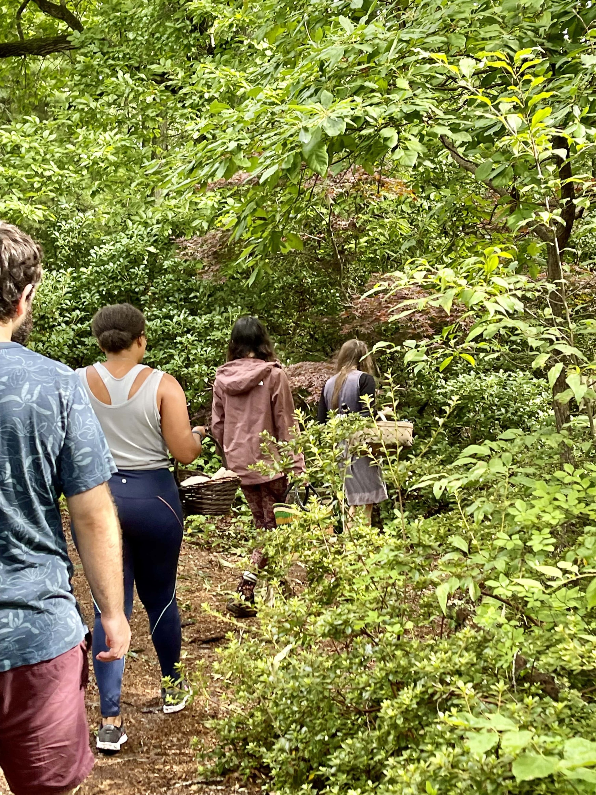 asheville foraging tour