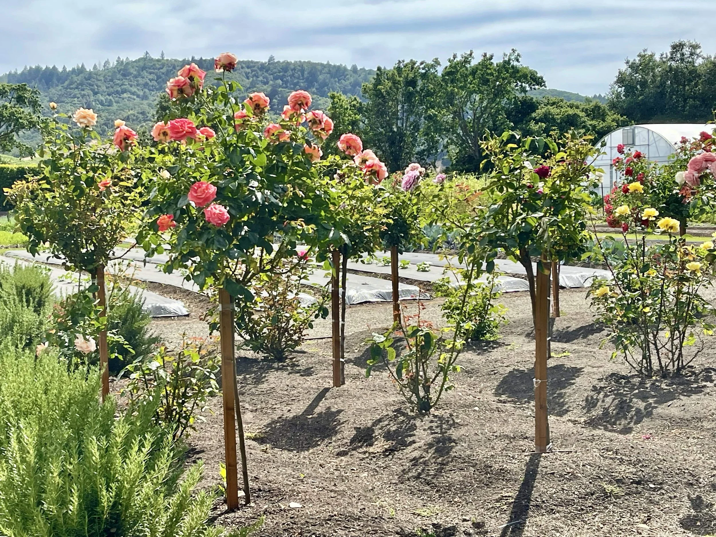 13 Best Yountville Wineries and Tasting Rooms 2024 — Chef Denise