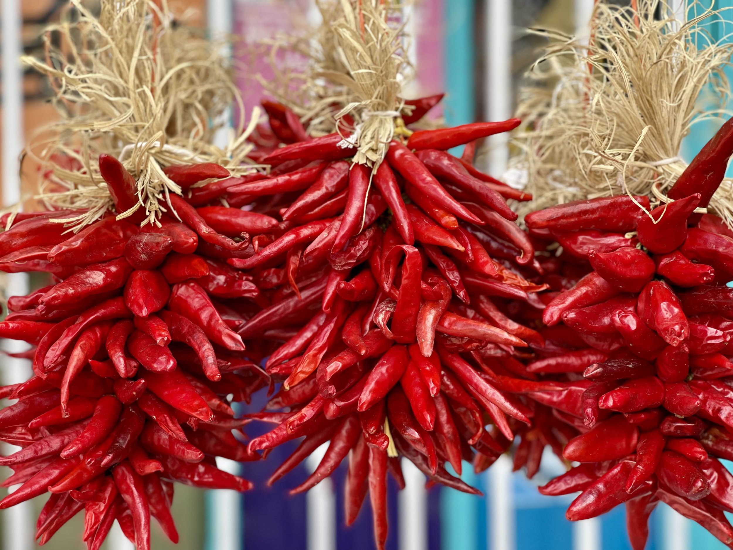Chile ristras in their dried-red form