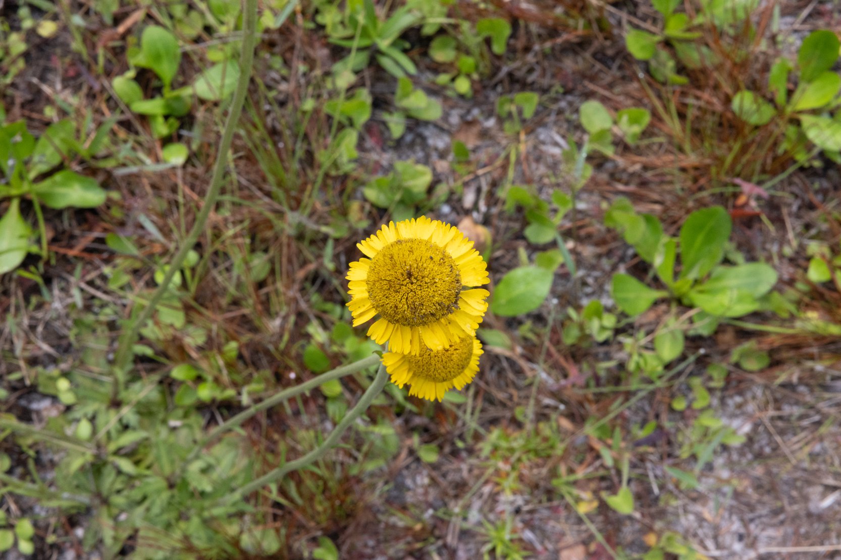 Southeastern Sneezeweed (Helenium pinnatifidum)