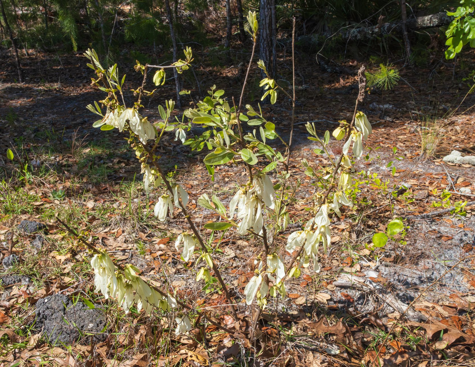 Wooly pawpaw (Asimina incana)i
