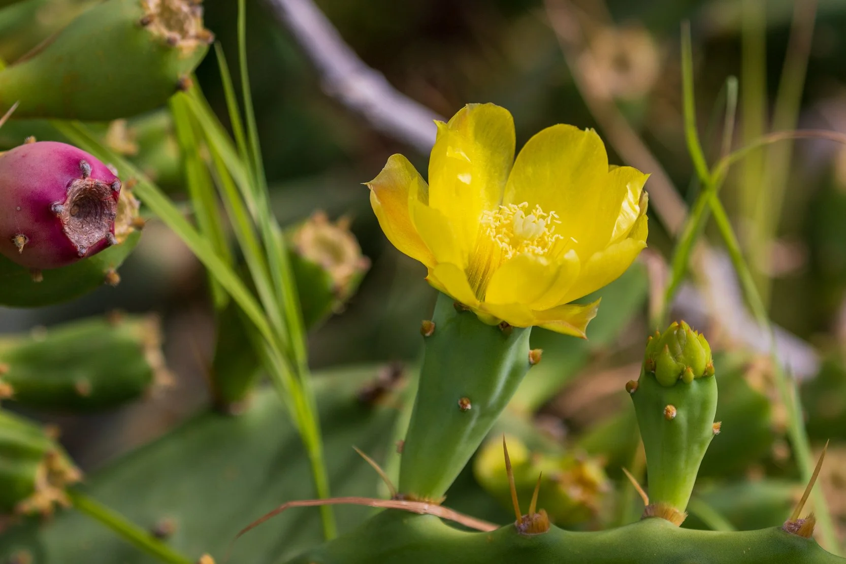 Eastern prickly pear (Opuntia humifusa)