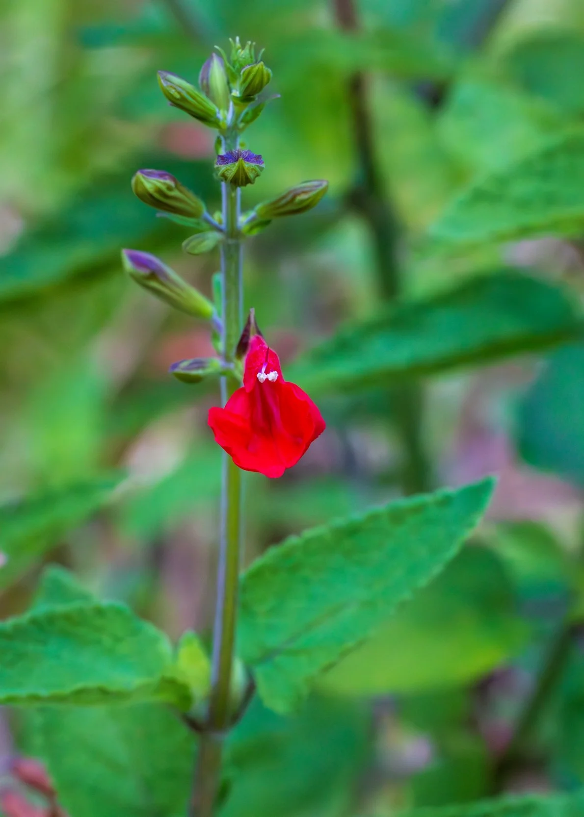 Tropical Sage (Salvia coccinea)