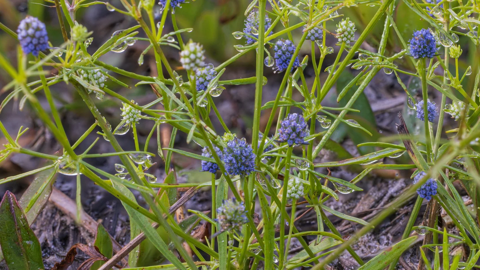 Baldwin's Eryngo (Eryngium baldwinii)