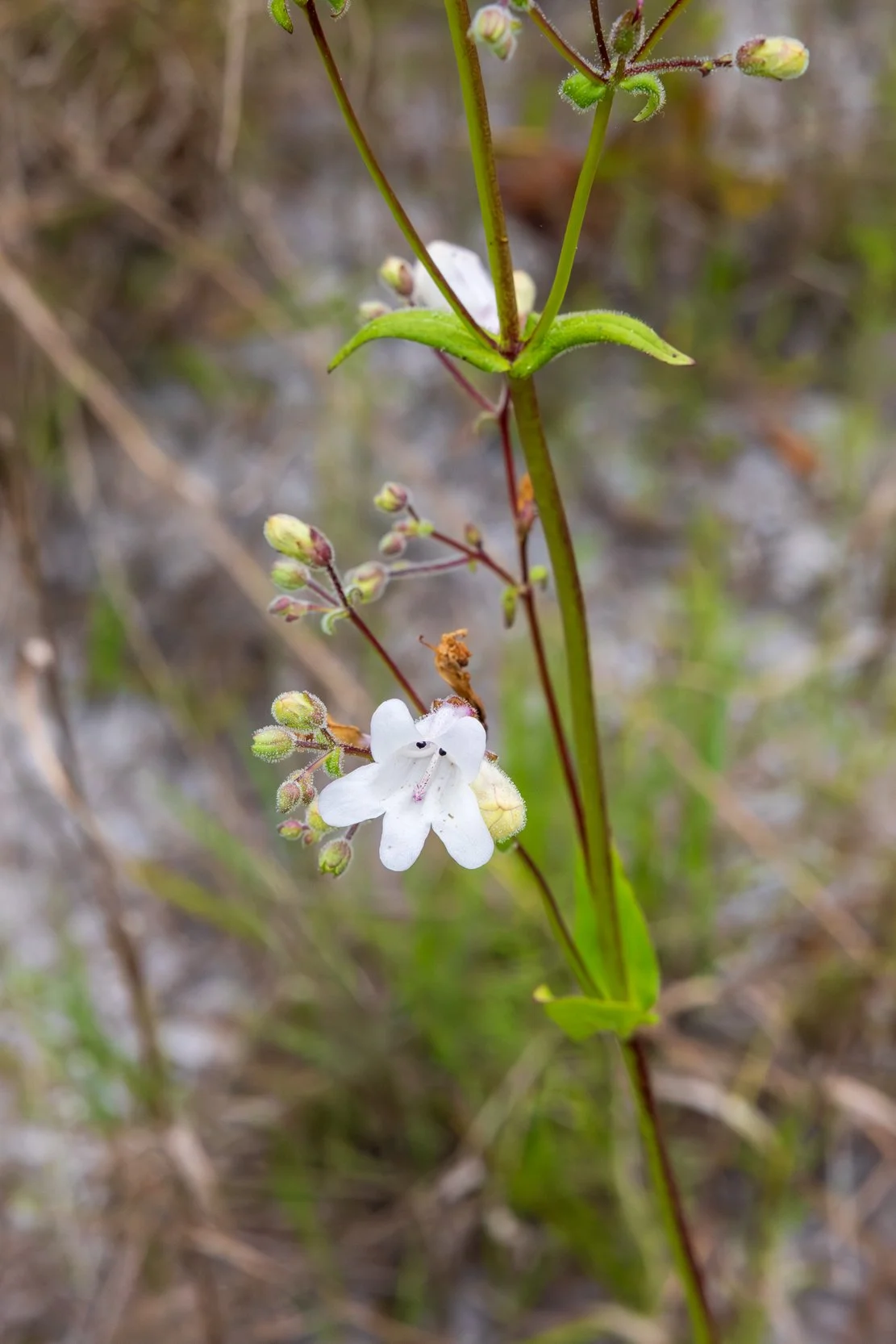Manyflower Beardtongue (Penstemon multiflorus)