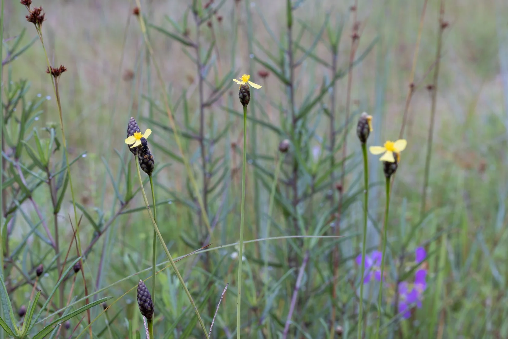 Yellow-eyed grass (Xyris sp.)