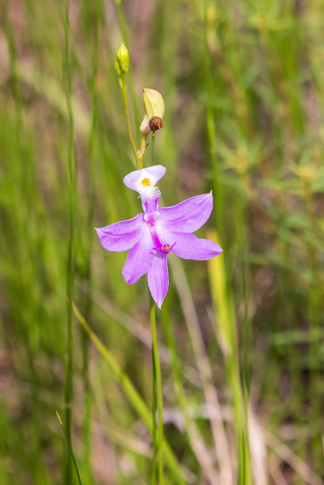 Tuberous Grasspink (Calopogon tuberosus)