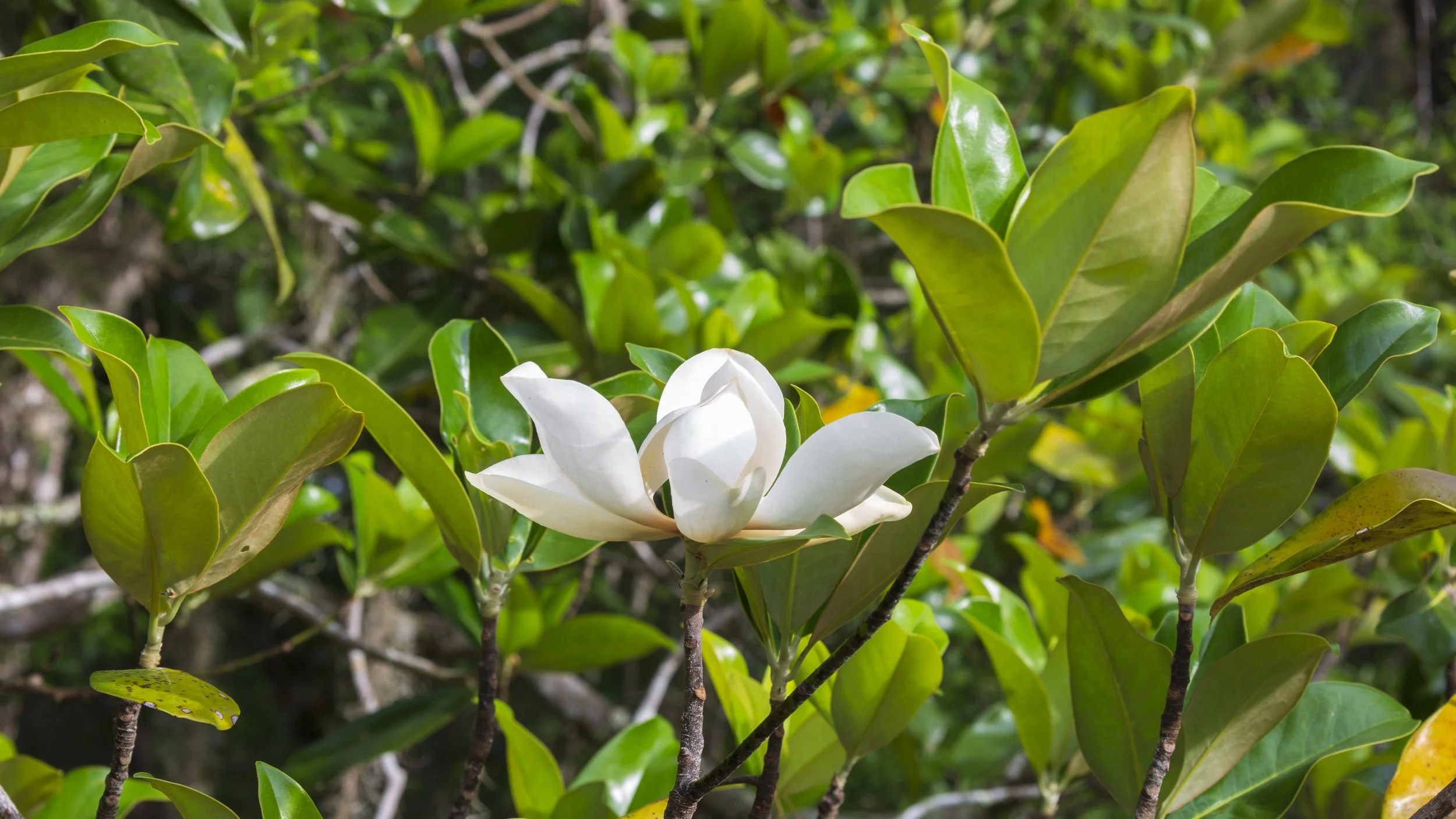Southern Magnolia (Magnolia grandiflora)