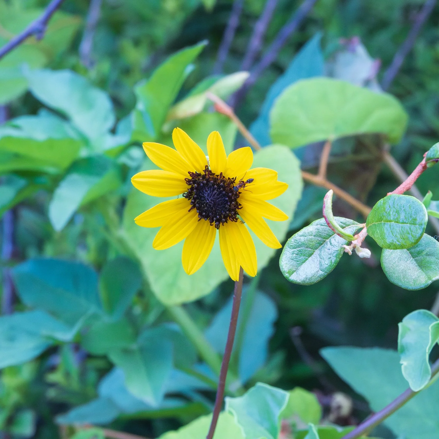 Beach sunflower (Helianthus debilis)