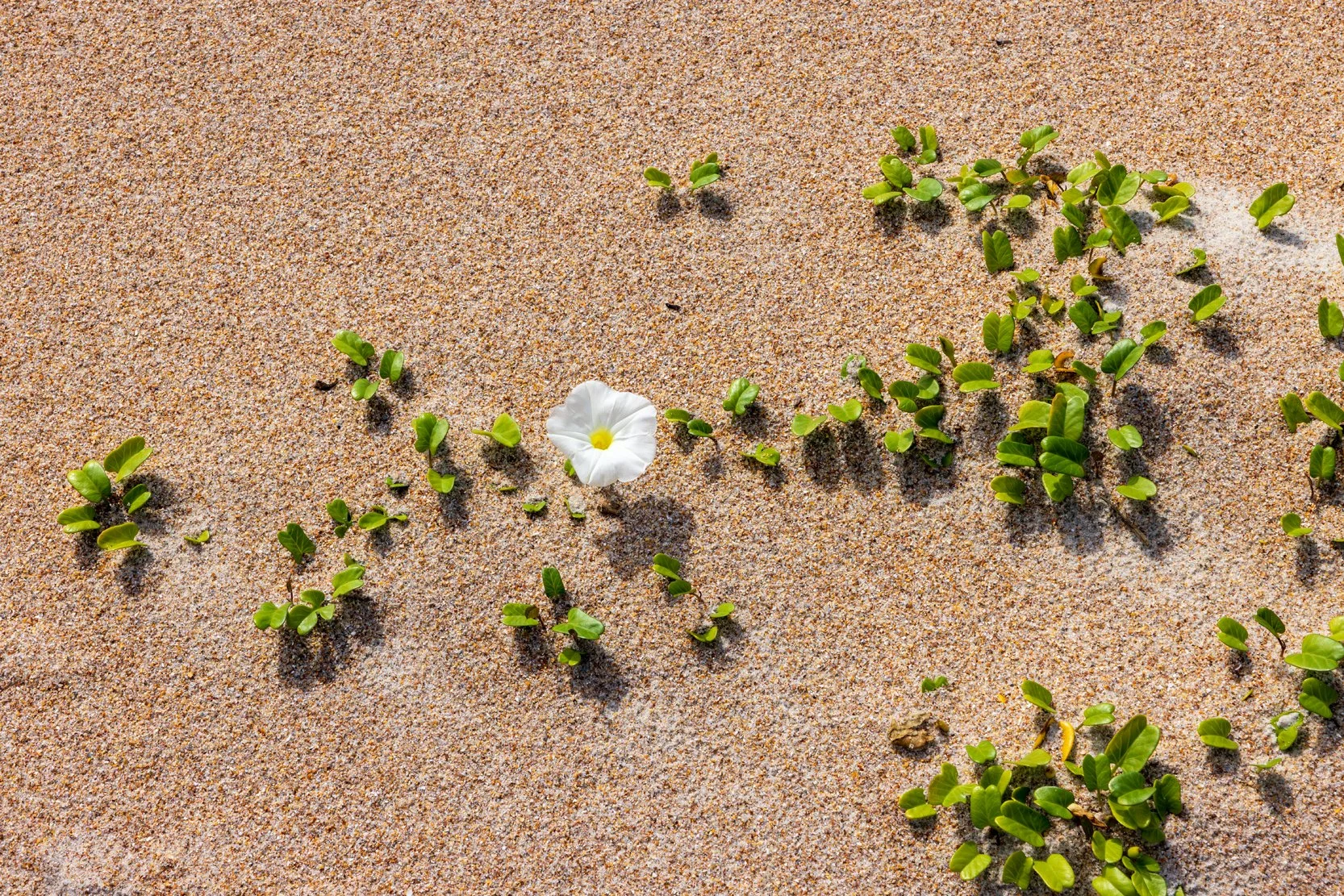 Beach morning glory (Ipomoea imperati)