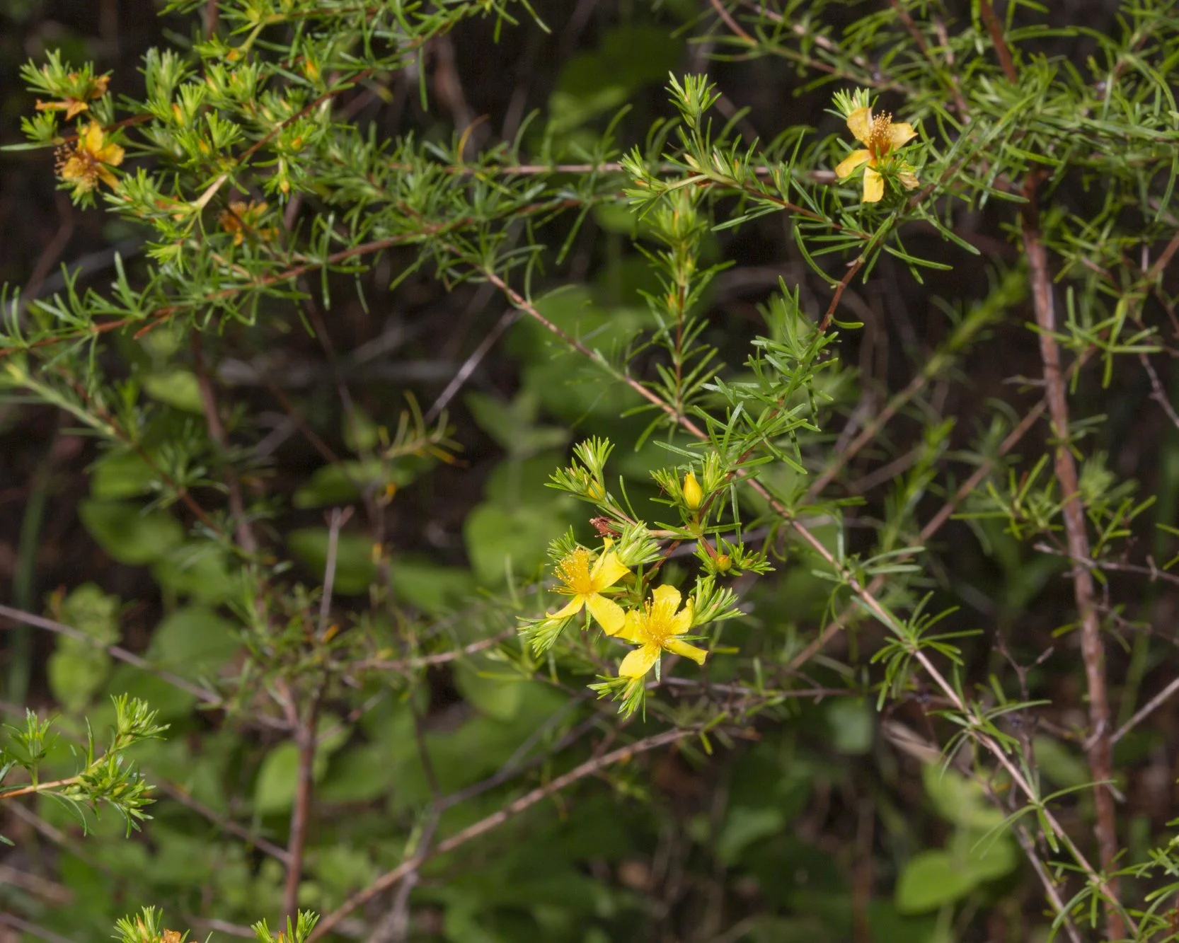 St. John's Wort (Hypericum sp.)